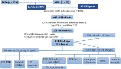 Deciphering the expression patterns of homologous recombination-related lncRNAs identifies new molecular subtypes and emerging therapeutic opportunities in epithelial ovarian cancer